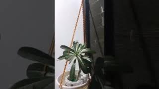 PLASTIC FLOWER POT USING DIY MACRAME  | #RubyTV