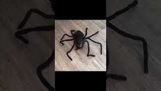 Spider - weenie  #shorts #youtubeshorts #littlepup #tiktok #videos #happydog #youtube #bigdog