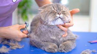 The Cat groomer relieves stress while working!️️