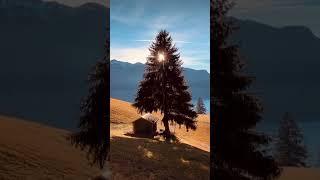 Natural Life  #tree #usa #turkey #africa   #europe #canada #doğa   #world  #shorts #asia #hiking