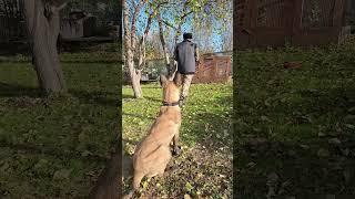 команда МЕСТО (один из множества вариантов) #malinois #малинуа #яимойхвост