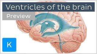 Ventricles of the brain and CSF (preview) - Human Neuroanatomy | Kenhub