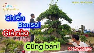 Cây duối cỡ đại giá nào cũng bán của Chiến bonsai