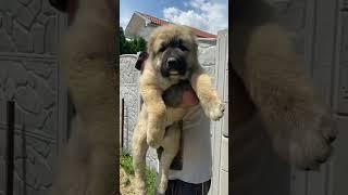 Most Aggressive Caucasian shepherd dog transformation  #shorts #jaishreeram (2m)+