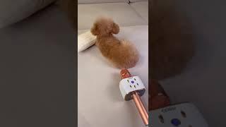 Funny Dog Videos