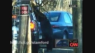 Travis The Chimpanzee Attacks Woman In Stamford Connecticut 2009