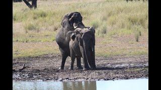 Opportunistic Mating Young Elephant Bull