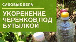 Укоренение черенков под бутылкой | САДОВЫЕ ДЕЛА