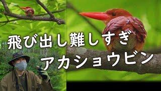 アカショウビンの飛び出しトラツグミの声、キビタキの変わったさえずりシーン野鳥撮影した様子