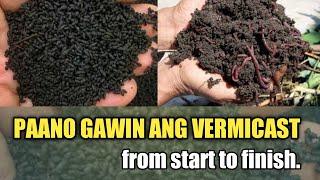 Paano Gumawa ng Vermicast | DIY Vermicast