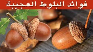 فوائد البلوط - هل تعلم ماذا تخفي ثمار البلوط من فوائد مذهلة؟