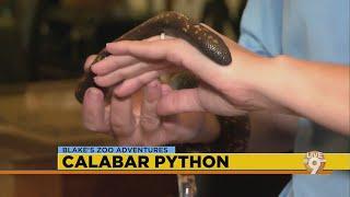 Hattiesburg Zoo: Calabar Python