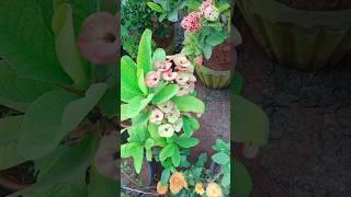 Nature beauty Syamu official 5289