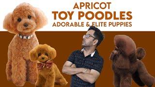 Top Quality Apricot Toy Poodle Puppies in Punjab, Delhi, Chandigarh & Jalandhar