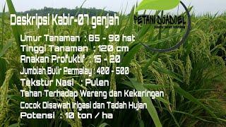 PENAMPAKAN PADI (KABIR 07 GENJAH) Usia 70 HST