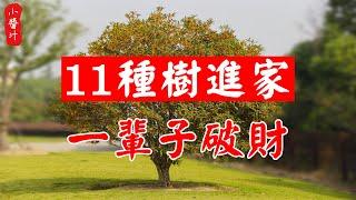 【居家風水】“桂樹進門，鬼魅纏身”，11種招鬼破財樹，希望你家沒有中！#生活小醬汁