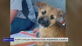 Puppy stolen at church construction job in Woodridge; family inundated with scams