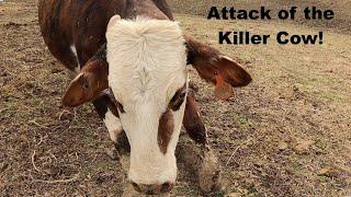 Attack of the killer cow???