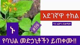 59  አደገኛዋና ጠቃሚዋ ተክል! የባህል መድሃኒቶችን ይማሩ. (@Ethio tube (Dropship | Gmail )