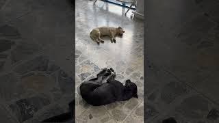 Stray Dogs Not Straying! #TotalRelaxation #StrayDogs #PamperedDogs #DogsLife #Biking #Freedom #Fleas