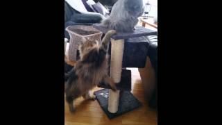 Mainecoon Cats Fighting!