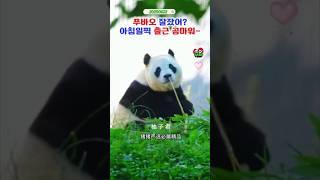 푸바오 곰모닝눕방 스타트~ #푸바오실시간 #푸바오근황 #판다월드 #에버랜드 #아이바오 #러바오 #루이바오 #후이바오 #강바오 #송바오 #푸바오나무타기