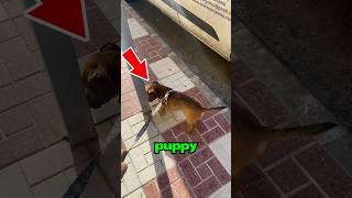 Do Not Click The Sound pls  #shorts