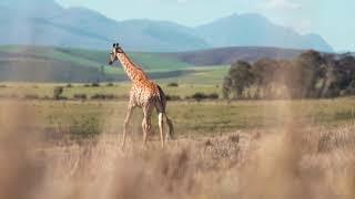 Wild animals of Africa. The animal world of the savanna and tropical forests