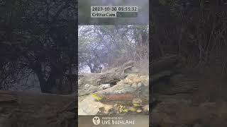 LIVE BushCam Highlight - Grey-headed Sparrow  and Yellow-fronted Canaries