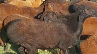 Elite Hissar sheep enjoy the beauty of nature