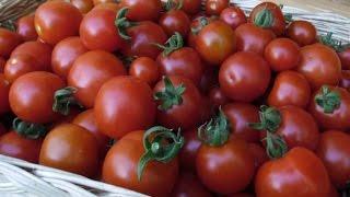 Vivi's Kitchen Garden 8: tomatoes - potting on ....and scent memories