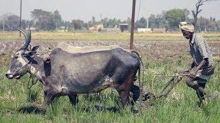 RICE FIELD • an Oxlaey SNAP from INDIA • preparing the field