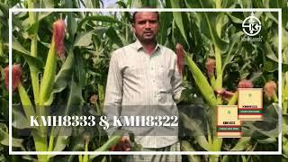 #KMH8333 #KMH8322 #kharif #rabhi #maizecultivation #trending #trendingshorts #trendingstatus