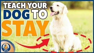 Easy Stay Training For Dogs: Teach What To Do And When It’s Over