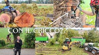 ABBATTIMENTO PLATANI GIGANTI CON CIPPATURA INSIEME AD UN ARBORICOLTORE E ALLA PIOGGIA