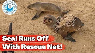 Seal Runs Off With Rescue Net!