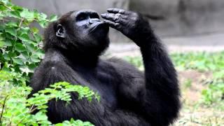 Gorilla Picking Nose and Eating It