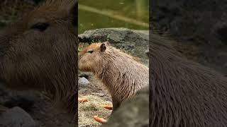 Meet the Capybara: Nature's Friendliest Giant #friendlyanimals