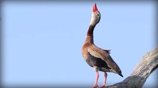 Black-bellied Whistling-Duck (Dendrocygna autumnalis)