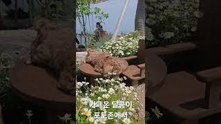 애견동반카페온 달콩이 #말티푸달콩이 #애견동반카페#카페보다