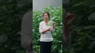 路边的国宝级植物——苎麻 这棵有着中国草之称的植物，在中国的历史长河中扮演着重要的角色，它是不仅能食用还能做成纺织品穿在身上，堪称纤维品质最好的植物，如今苎麻却不多见了，你的家乡还能见到吗#苎麻 #