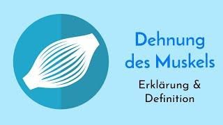 Beeinflussung des Muskels durch Dehnung und Kontraktion - Definition des Effekts und Ablauf