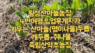 횡성산마늘재배 1500평 임산물 4만평 횡성 죽림산약초농장  산마늘모종 수확현장 횡성임업후계자