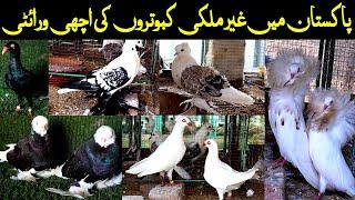 Visited at Dilshad Ahmad Fancy pigeon Setup/Farm in Multan/Khanewal Pakistan 2021