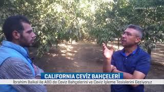 Amerika Ceviz Bahçelerini Geziyoruz #California 3. Bölüm