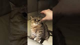 난 니 손가락이 맘에안들어 #졸귀탱 #고양이쇼츠