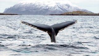 Whale Safari in Tromsø, Norway. Arctic Explorer - Tromso Safari