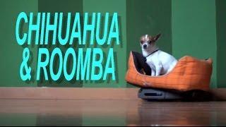 Chihuahua on Roomba - Nic and Pancho