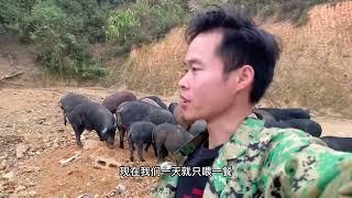 同样是养猪人家发愁销路，晓楠这样养殖方法供不应求，看他是咋做