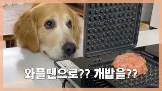 Retriever enjoys meat waffle - Delicious food you can cook with the waffle iron